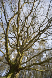 Wide angle shot of a tall bare branched leafless deciduous tree in woodland against a blue sky