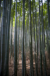 Sunlight Through Dense Stalks of Bamboo with Tall Canopy - Forest Scenic