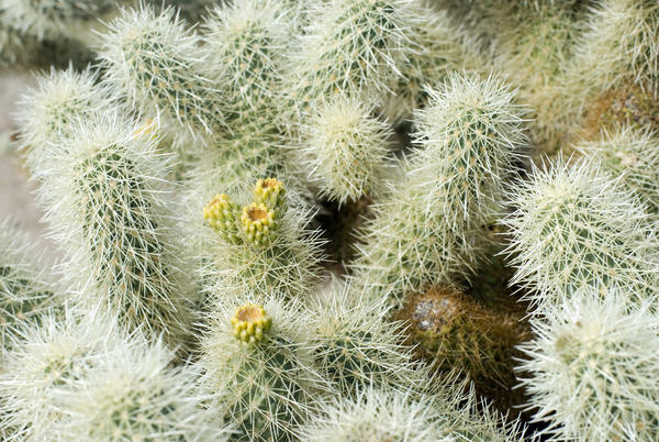 Cholla Cactus Flowers flowers and needles on a cactus garden in californias joshua tree national park