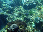 The coral underwater landscape